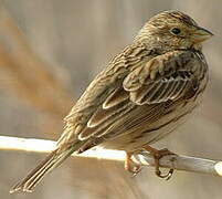 Corn Bunting