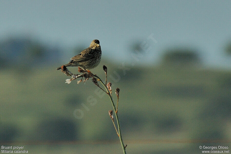 Corn Bunting