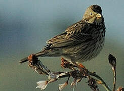 Corn Bunting