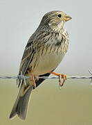 Corn Bunting