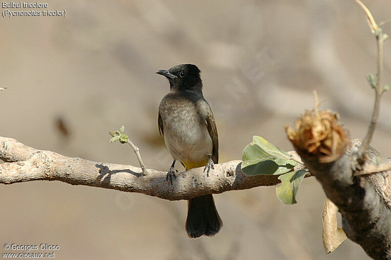 Bulbul tricolore