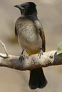 Dark-capped Bulbul