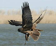 Western Marsh Harrier