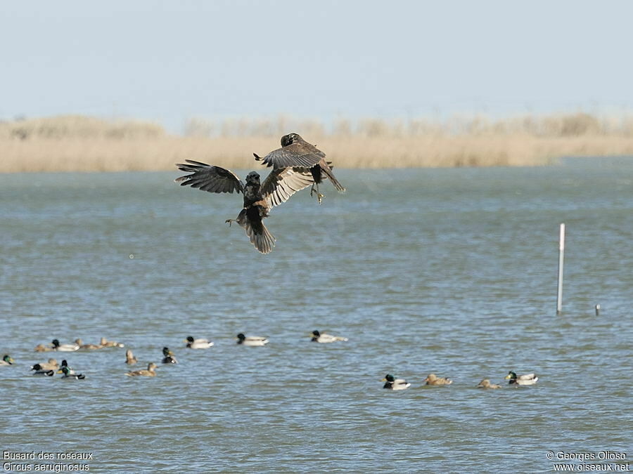 Western Marsh Harrier, identification, Flight, Behaviour