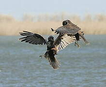 Western Marsh Harrier