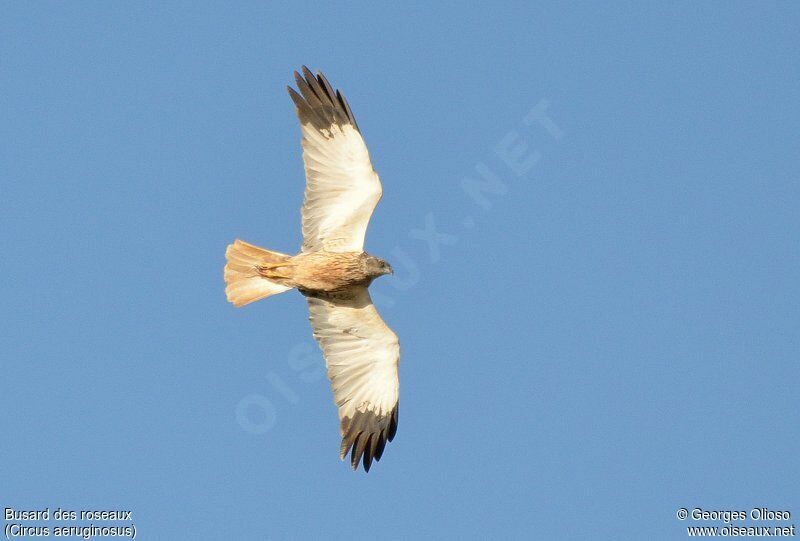 Western Marsh Harrier male adult, Flight