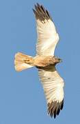 Western Marsh Harrier