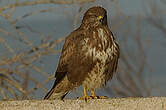 Buse variable