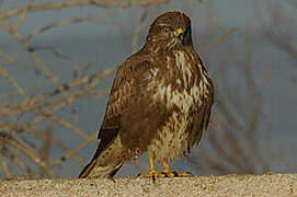 Common Buzzard