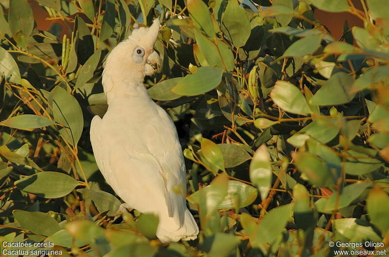 Cacatoès corella