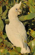 Cacatoès corella