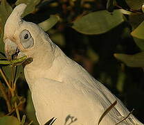 Little Corella