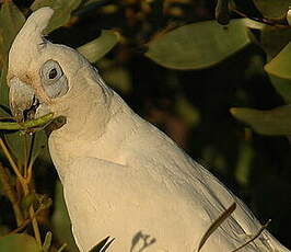 Cacatoès corella