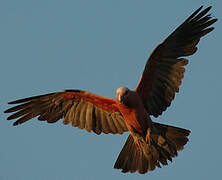 Galah