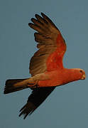 Galah