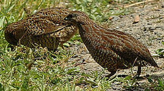 Brown Quail