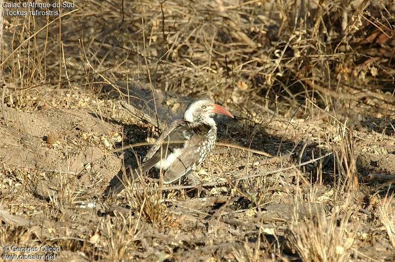 Southern Red-billed Hornbill
