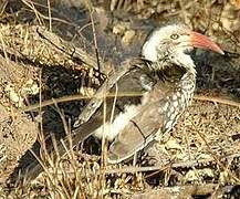 Southern Red-billed Hornbill