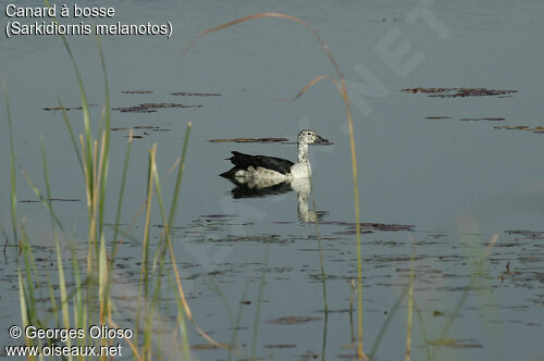 Knob-billed Duck