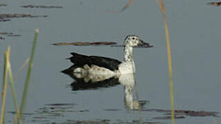 Knob-billed Duck