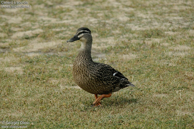 Canard à sourcils