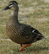 Pacific Black Duck