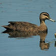 Canard à sourcils