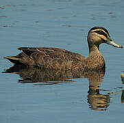 Canard à sourcils