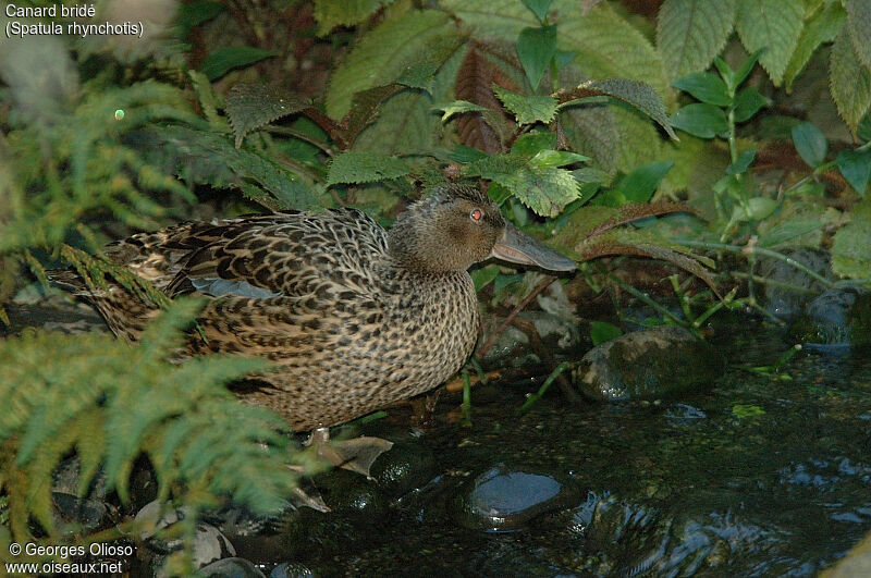 Australasian Shoveler