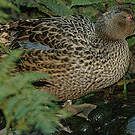 Canard bridé