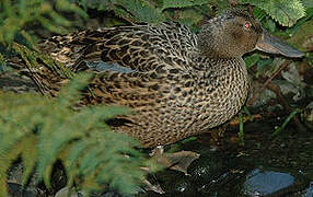 Australasian Shoveler