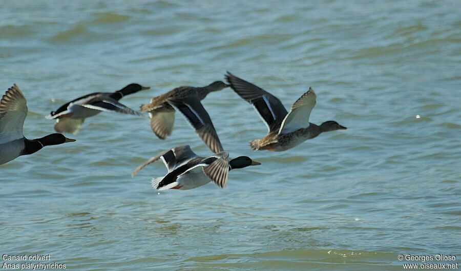 Mallard