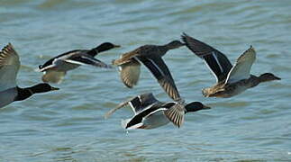 Canard colvert