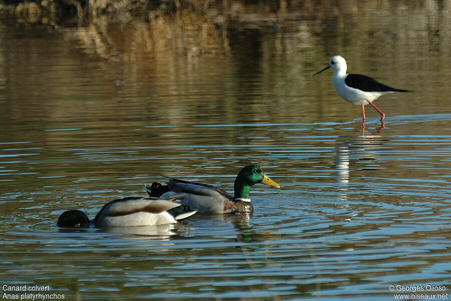 Mallard male adult breeding