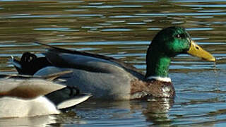 Canard colvert