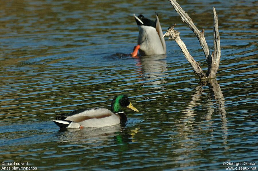 Canard colvert mâle adulte nuptial