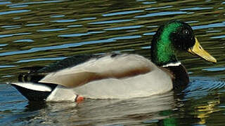 Canard colvert