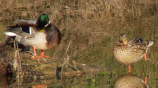 Canard colvert