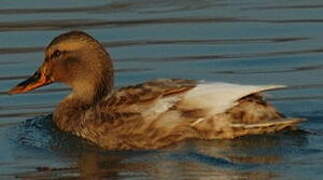 Canard colvert