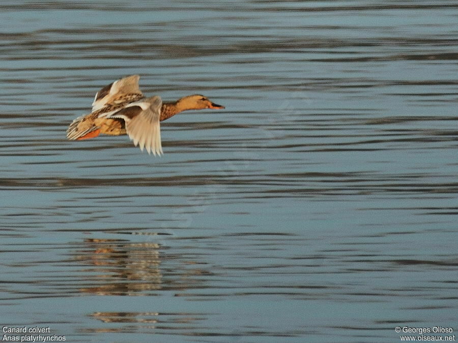 Canard colvert femelle adulte