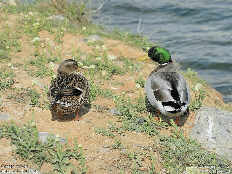 Mallard adult breeding