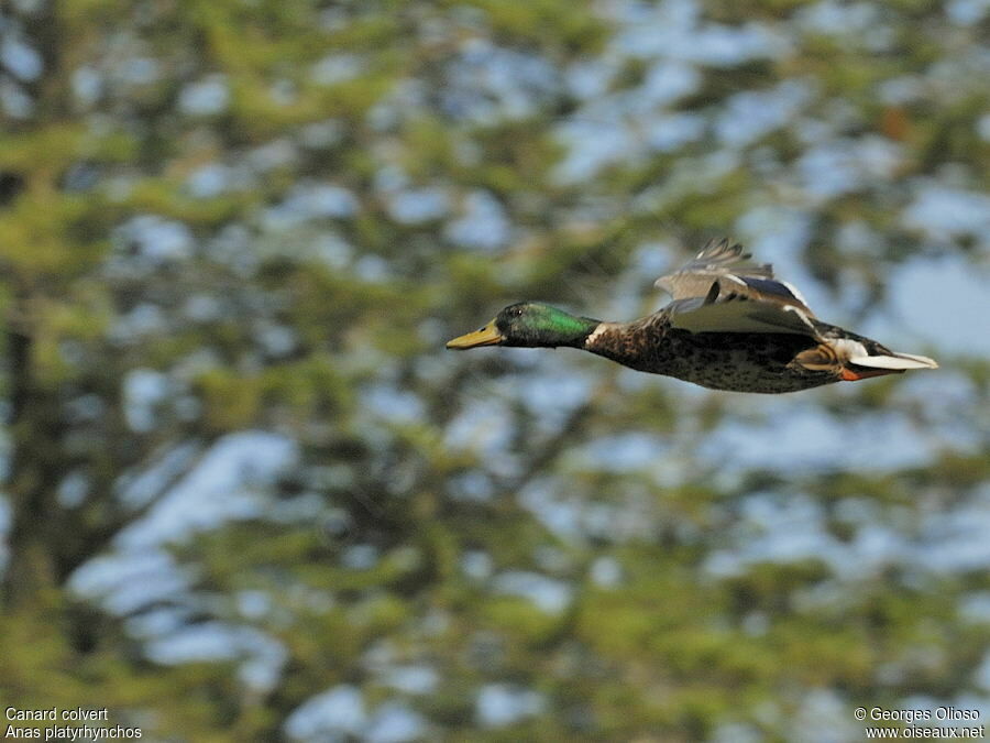 Canard colvert mâle adulte nuptial