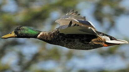 Canard colvert