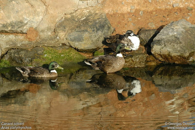 Mallard male adult breeding