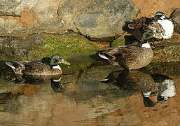 Canard colvert