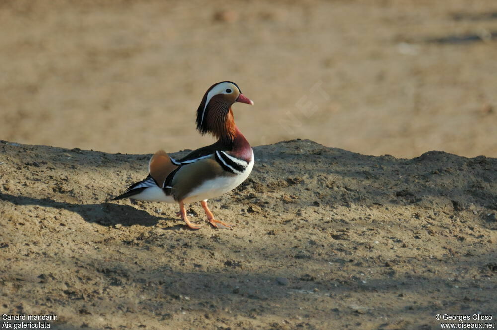 Canard mandarin mâle adulte nuptial