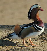 Canard mandarin