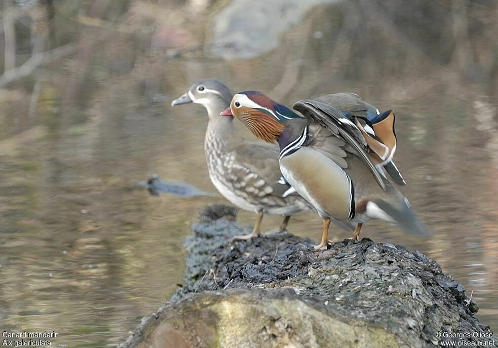 Canard mandarin , identification, Comportement