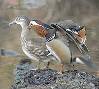 Canard mandarin