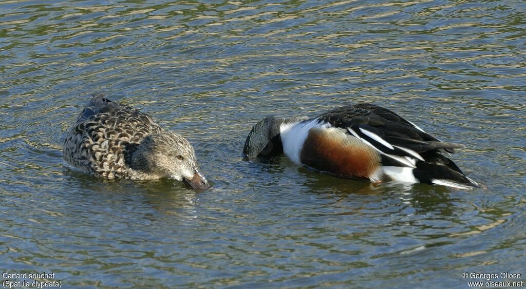 Canard souchet , identification, régime